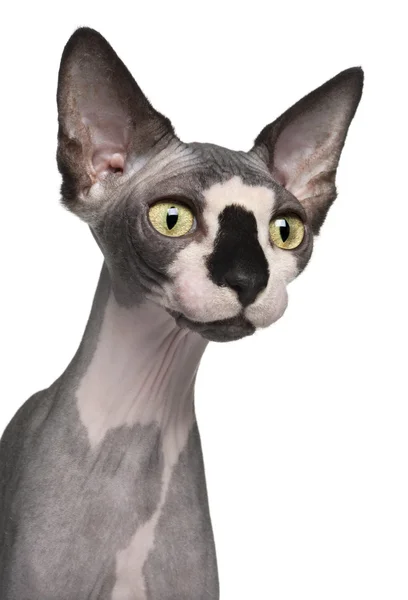 Close-up of Sphynx cat, 8 months old, in front of white background — Stock Photo, Image