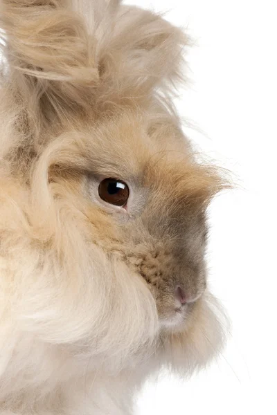 Close-up of Russian Angora rabbit in front of white background — стоковое фото