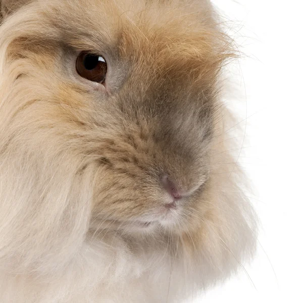 Close-up of English Angora rabbit in front of white background — Stock Photo, Image
