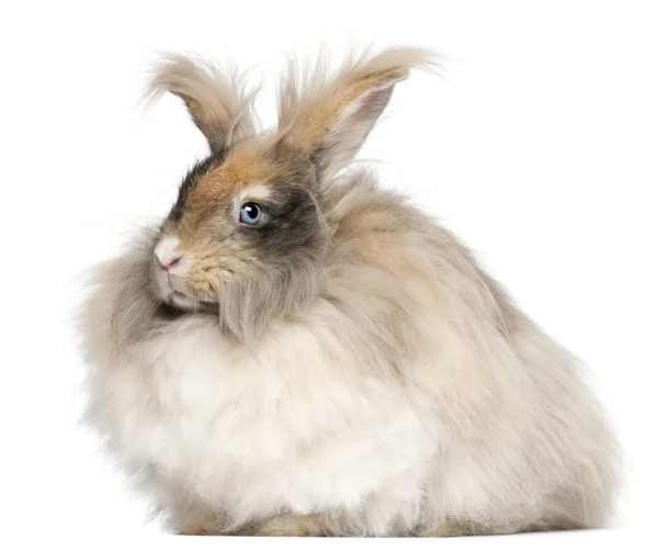 白い背景の前に英語のアンゴラのウサギ — ストック写真
