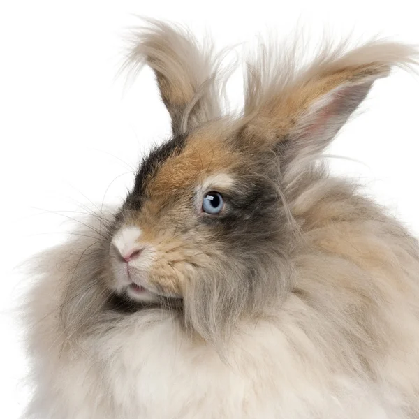 Primer plano del conejo inglés de Angora frente al fondo blanco —  Fotos de Stock