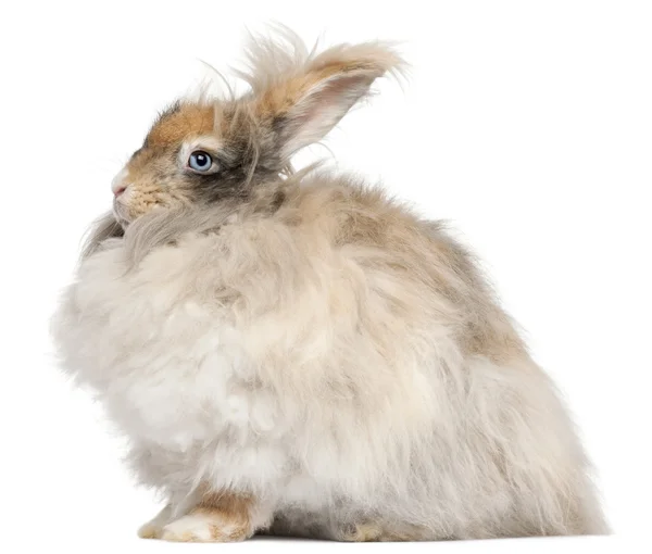 Inglês Angora coelho na frente de fundo branco — Fotografia de Stock