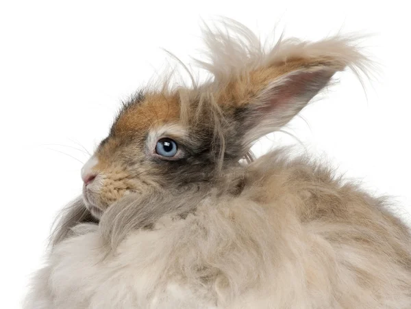 白い背景の前に英語のアンゴラのウサギのクローズ アップ — ストック写真
