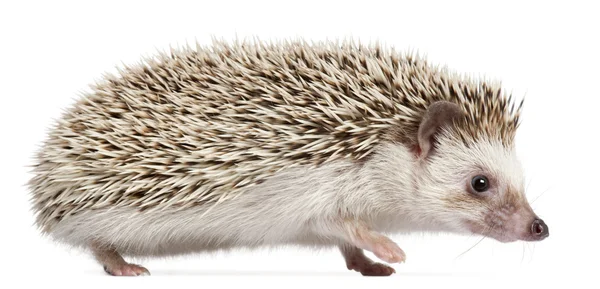 Four-toed Hedgehog, Atelerix albiventris, 6 meses, em frente ao fundo branco — Fotografia de Stock
