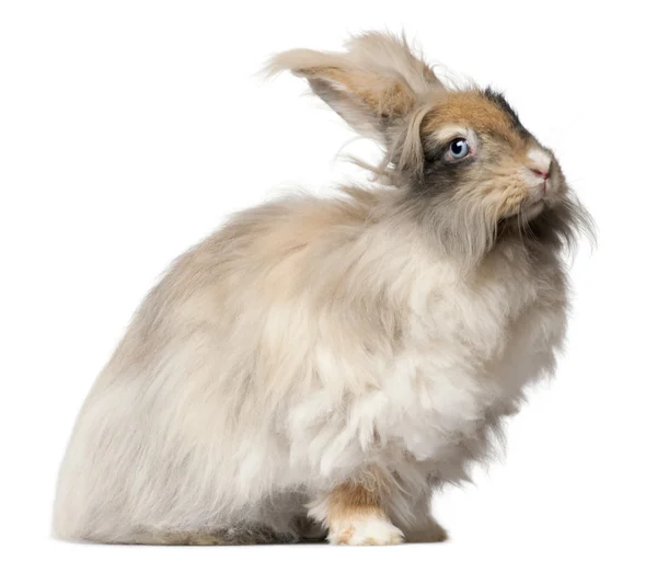 Inglese Angora coniglio di fronte a sfondo bianco — Foto Stock