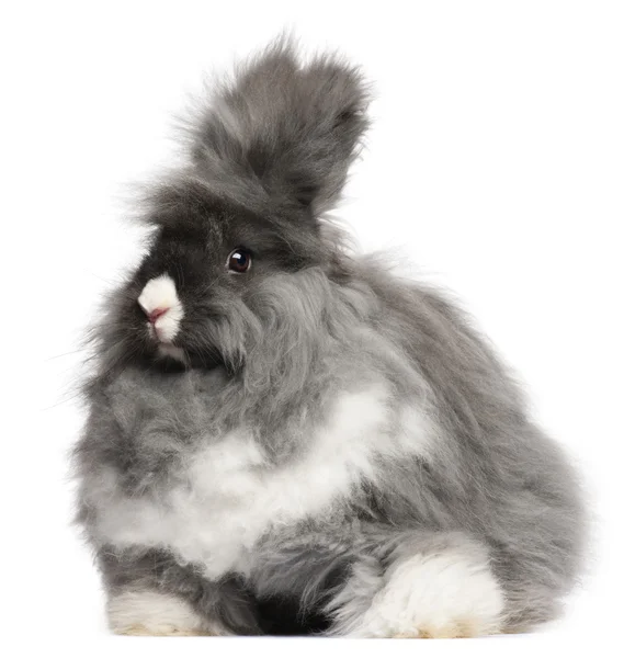 Angielski królika angorskiego przed białym tle — Zdjęcie stockowe