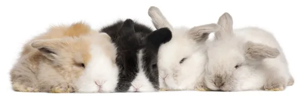 Quatro coelhos angorá ingleses na frente do fundo branco — Fotografia de Stock