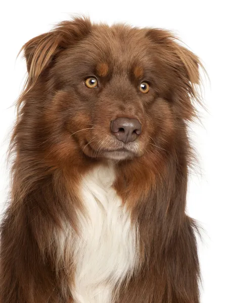 stock image Australian Shepherd dog and English Angora rabbit in front of white background