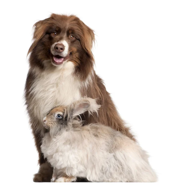 Australian Shepherd dog and Russian Angora rabbit in front of white background — стоковое фото