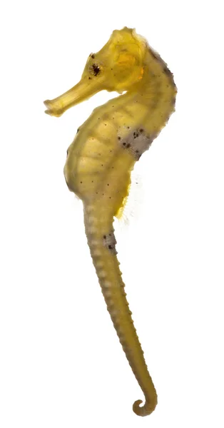 Longsnout mořský koník nebo štíhlé koník, hippocampus reidi nažloutlé, před bílým pozadím — Stock fotografie