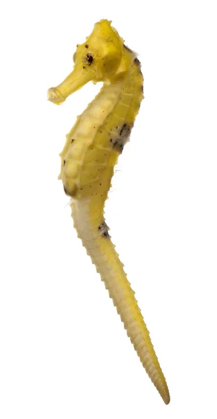 Тривалість морського коня або стрункого морського коня, гіппокамп реіді жовтуватого кольору, перед білим тлом — стокове фото