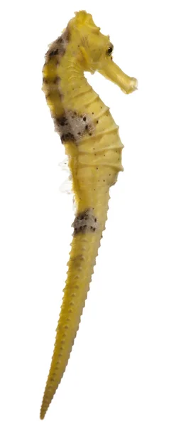 Longsnout морской конёк или стройный морской конёк, Hippocampus reidi желтоватый, перед белым фоном — стоковое фото