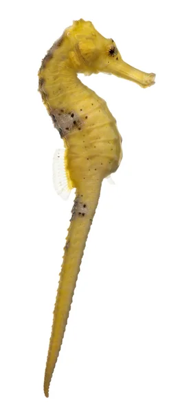 Longsnout 海马或细长海马，海马 reidi 淡黄色，在白色背景前 — 图库照片