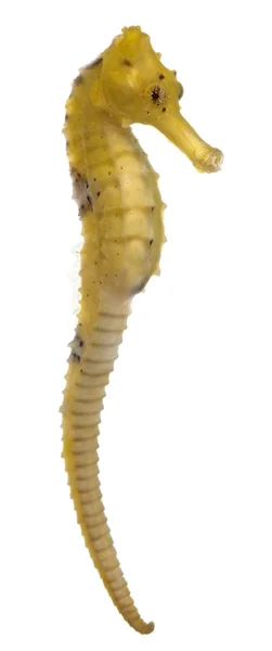 Longsnout seahorse of slanke seahorse, hippocampus reidi gelige, voor witte achtergrond — Stockfoto