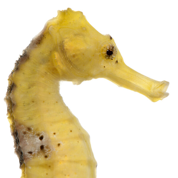 Longsnout seahorse or Slender seahorse, Hippocampus reidi yellowish, in front of white background