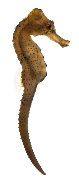 Cavalluccio marino dal muso lungo o cavalluccio marino snello, ippocampo reidi giallastro, davanti allo sfondo bianco — Foto Stock
