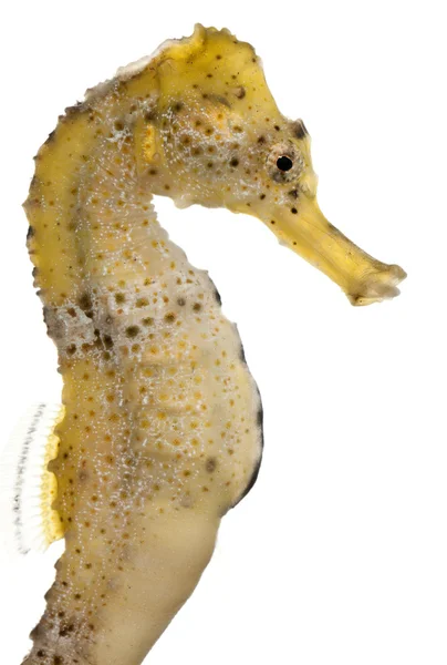 Caballo de mar de hocico largo o Caballo de mar delgado, Hippocampus reidi amarillento, delante de fondo blanco — Foto de Stock