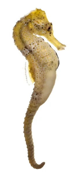 Longsnout cavalo-marinho ou Slender cavalo-marinho, Hippocampus reidi amarelado, na frente de fundo branco — Fotografia de Stock