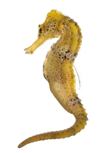 Longsnout seahorse eller smal sjöhäst, hippocampus reidi gulaktiga, framför vit bakgrund — Stockfoto