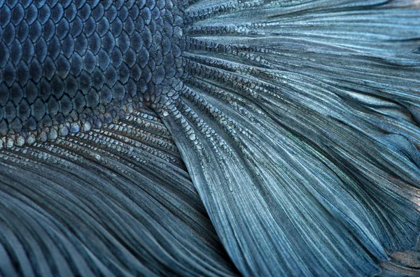 Primer plano de los peces siameses azules de lucha, Betta Splendens — Foto de Stock