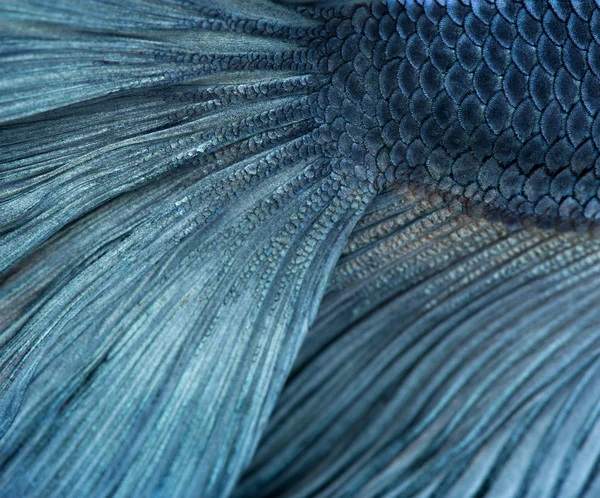 Närbild av blå Siamesisk kampfisk, betta splendens — Stockfoto