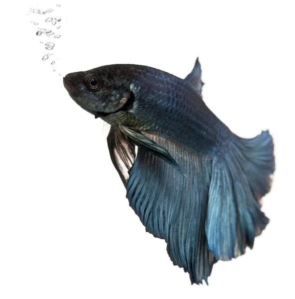 Blue Siamese fighting fish, Betta Splendens, swimming in front of white background — Stock Photo, Image