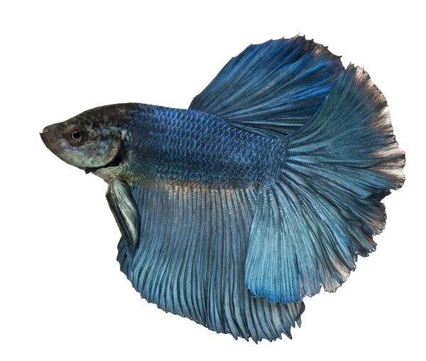 흰색 배경 앞 블루 샴 싸우는 물고기, Betta Splendens, 수영 — 스톡 사진