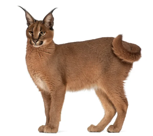 Close-up of Caracal, Caracal caracal, 6 months old, in front of white background — Stock Photo, Image