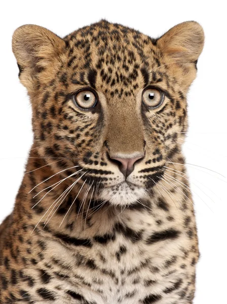 Leopard, Panthera pardus, 6 Monate alt, vor weißem Hintergrund liegend — Stockfoto
