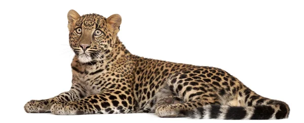 Leopardo, Panthera pardus, 6 meses, deitado em frente ao fundo branco — Fotografia de Stock