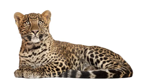 Leopard, Panthera pardus, 6 Monate alt, vor weißem Hintergrund liegend — Stockfoto