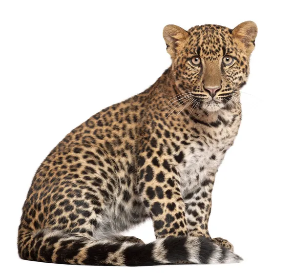 Leopard, Panthera pardus, 6 months old, lying in front of white background — Stock Photo, Image