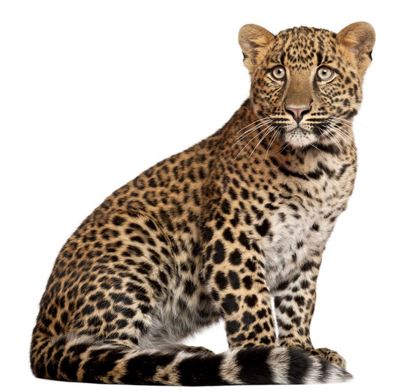 Leopard, Panthera pardus, 6 months old, lying in front of white background