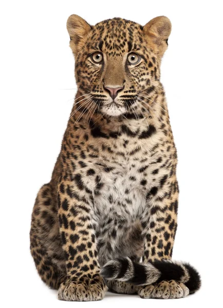 Leopard, Panthera pardus, 6 Monate alt, sitzt vor weißem Hintergrund — Stockfoto