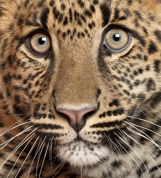 Leopardo, Panthera pardus, 6 meses, sentado frente al fondo blanco — Foto de Stock