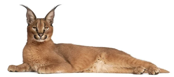 Nahaufnahme von caracal, caracal caracal, 6 Monate alt, vor weißem Hintergrund — Stockfoto