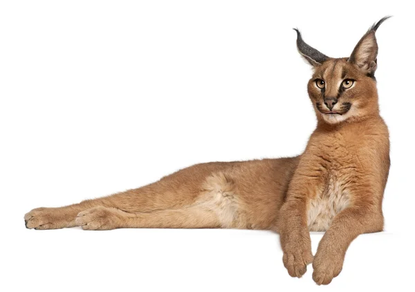 Caracal, Caracal caracal, 6 months old, lying in front of white background — Stock Photo, Image