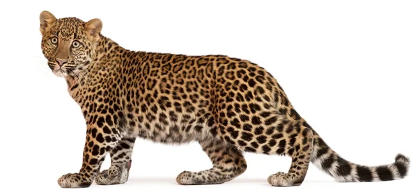 Leopard, Panthera pardus, 6 Monate alt, steht vor weißem Hintergrund — Stockfoto