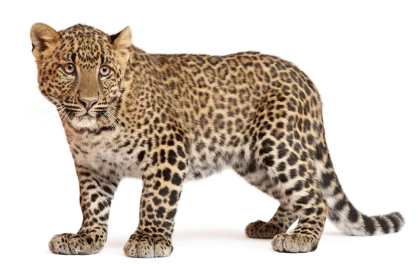 Leopardo, Panthera pardus, 6 meses, de pie frente al fondo blanco —  Fotos de Stock