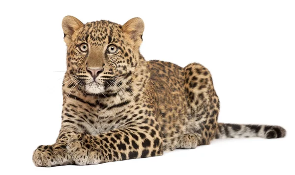Leopardo, Panthera pardus, 6 meses, de pie frente al fondo blanco — Foto de Stock