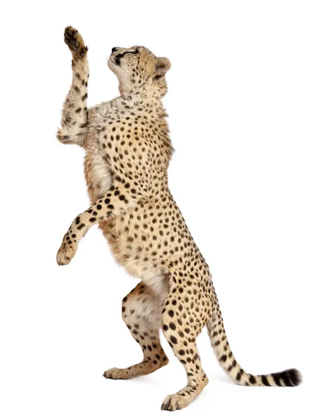 Gepard, acinonyx jubatus, 18 Monate alt, sitzt vor weißem Hintergrund — Stockfoto