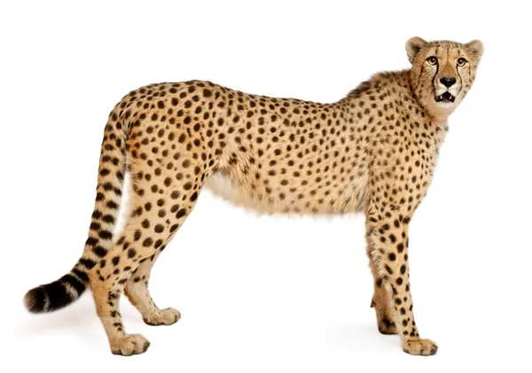 Cheetah, Acinonyx jubatus, 18 months old, sitting in front of white background — Stock Photo, Image