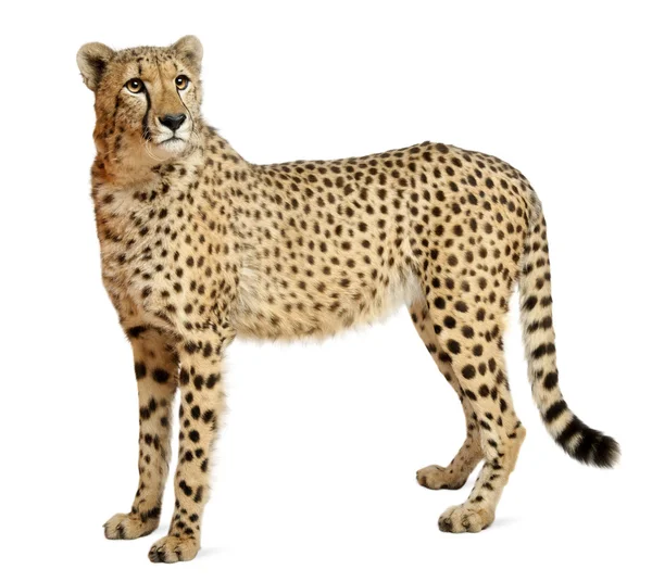 Cheetah, Acinonyx jubatus, 18 meses, sentado em frente ao fundo branco — Fotografia de Stock