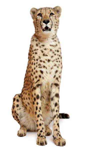Gepárd, Acinonyx jubatus, 18 hónapos, fehér háttér előtt ülve — Stock Fotó
