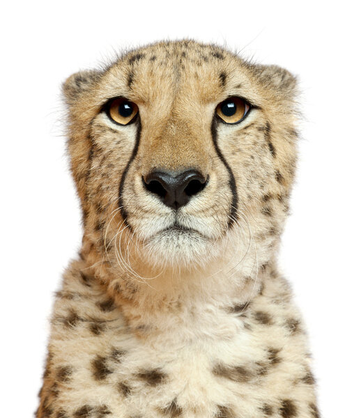 Cheetah, Acinonyx jubatus, 18 months old, sitting in front of white background