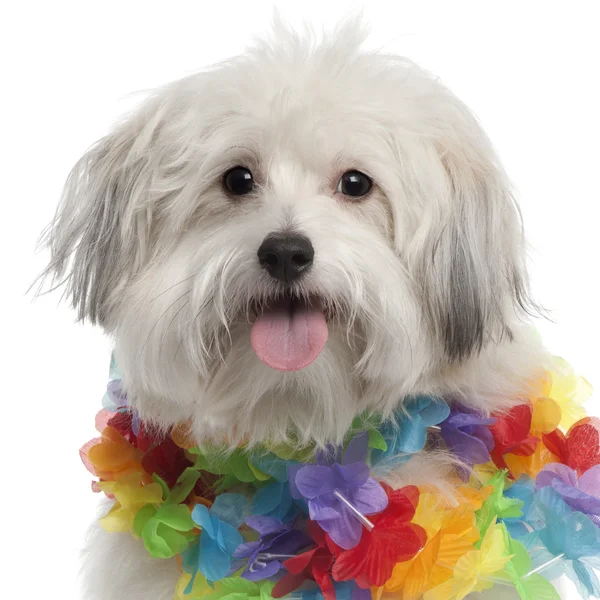 Close-up van gemengd ras hond, 10 maanden oud, dragen Hawaiiaanse lei voor witte achtergrond — Stockfoto
