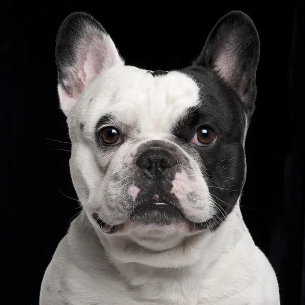 French Bulldog, 3 years old, in front of black background — Stock Photo, Image