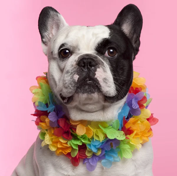 Bulldog francés, 3 años, vistiendo lei hawaiano frente a fondo rosa — Foto de Stock