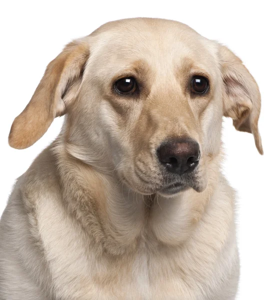Close-up van labrador retriever, 11 maanden oud, voor witte achtergrond — Stockfoto