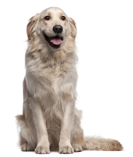 Golden Retriever, 2 years old, sitting in front of white background — Stock Photo, Image